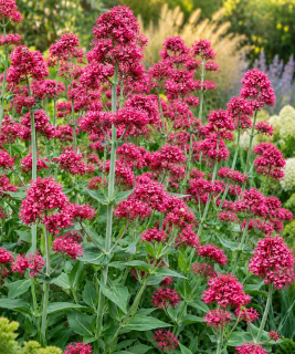 Centranthus ruber ‘Coccineus’